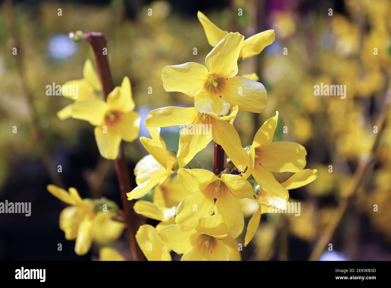 Die Frühlingsblumen auf der Forsythia vor dem Blätterbruch Stockfoto