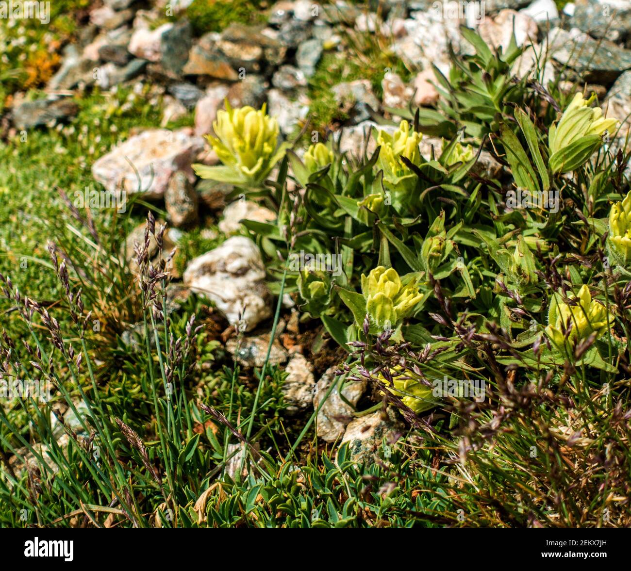 WESTERN Yellow Paintbrush Rocky Mountain National Park, Colorado, USA Stockfoto