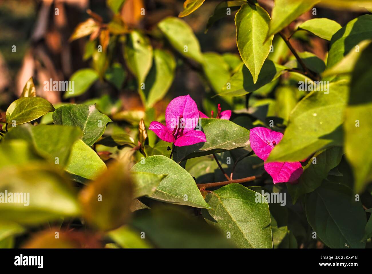 Selektive Aufnahme einer rosa blühenden Bougainvillea Blume Stockfoto