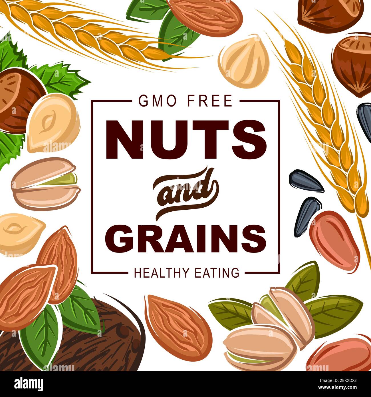 Nüsse und Getreide, natürliche gesunde Lebensmittel Bio-Getreide Ernährung.  Vector GMO frei Kokosnuss, Haselnuss oder Walnuss und Mandel,  Sonnenblumenkerne und Pistazie Stock-Vektorgrafik - Alamy