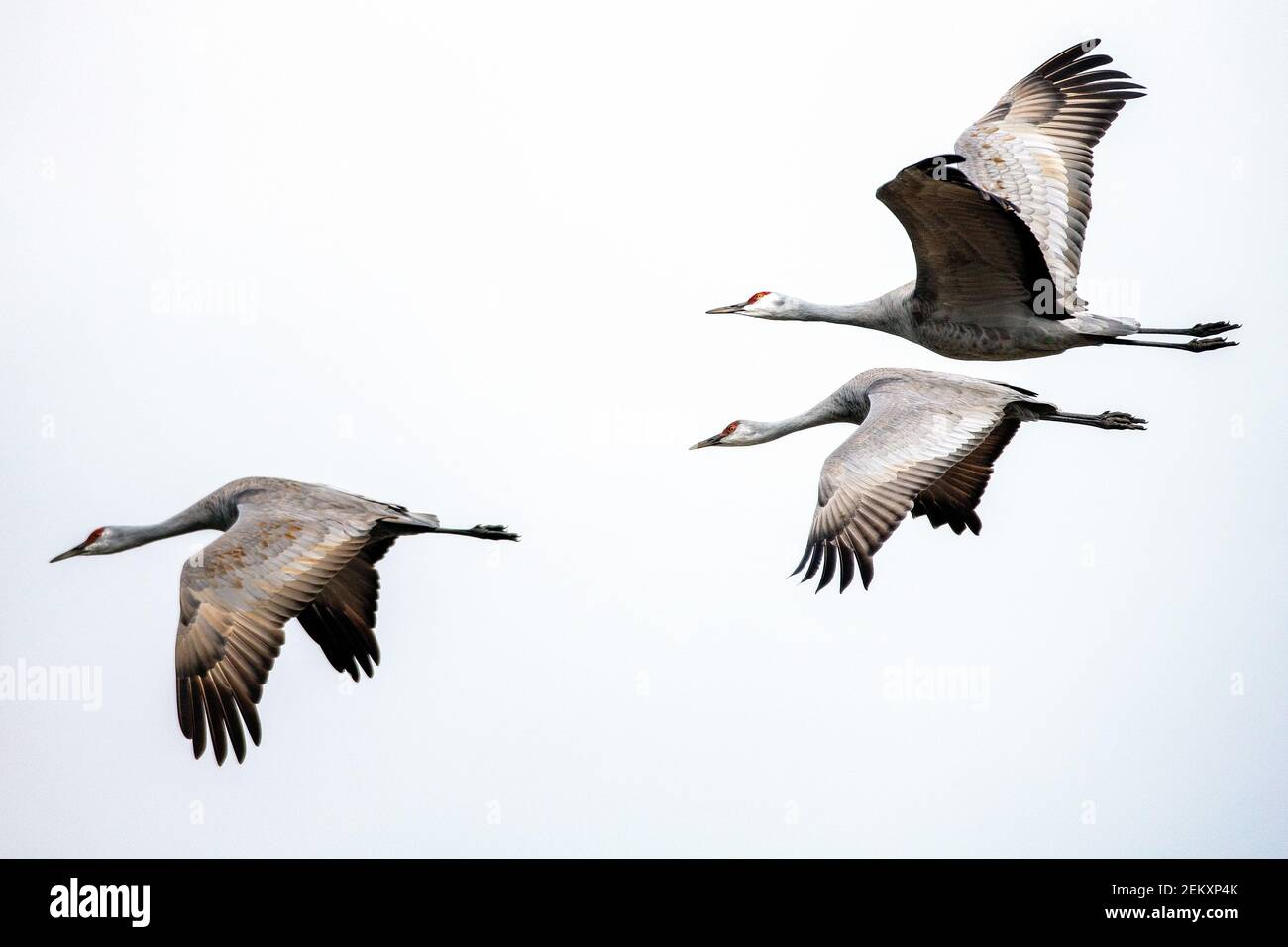 Sandhill Crane (Antigone canadensis) im Merced National Wildlife Refuge, Kalifornien Stockfoto