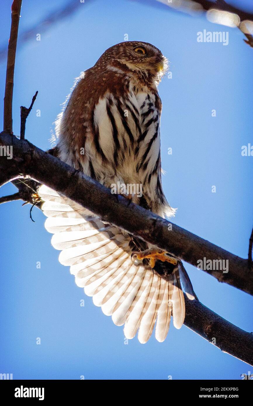 Eine nördliche Zwergeule (Glaucidium californicum) in den Bergen von Santa Cruz, Kalifornien Stockfoto
