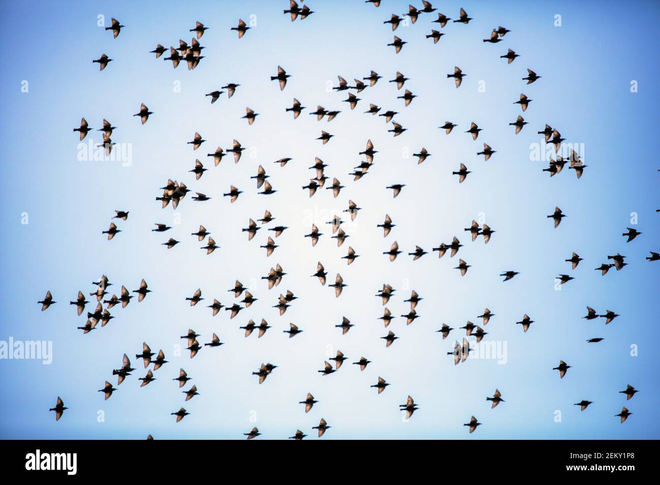 Ein Schwarm gewöhnlicher Stare (Sturnus vulgaris), auch bekannt als europäischer Star im Flug. Woodside, Kalifornien Stockfoto