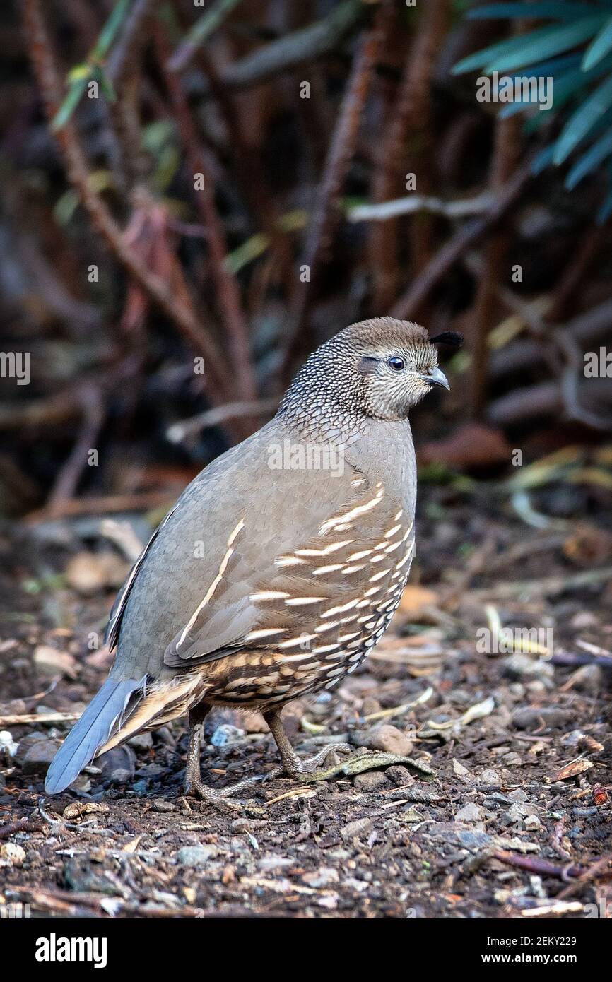 Eine kalifornische Wachtel (Callipepla californica) in Los Altos Hills, Kalifornien Stockfoto