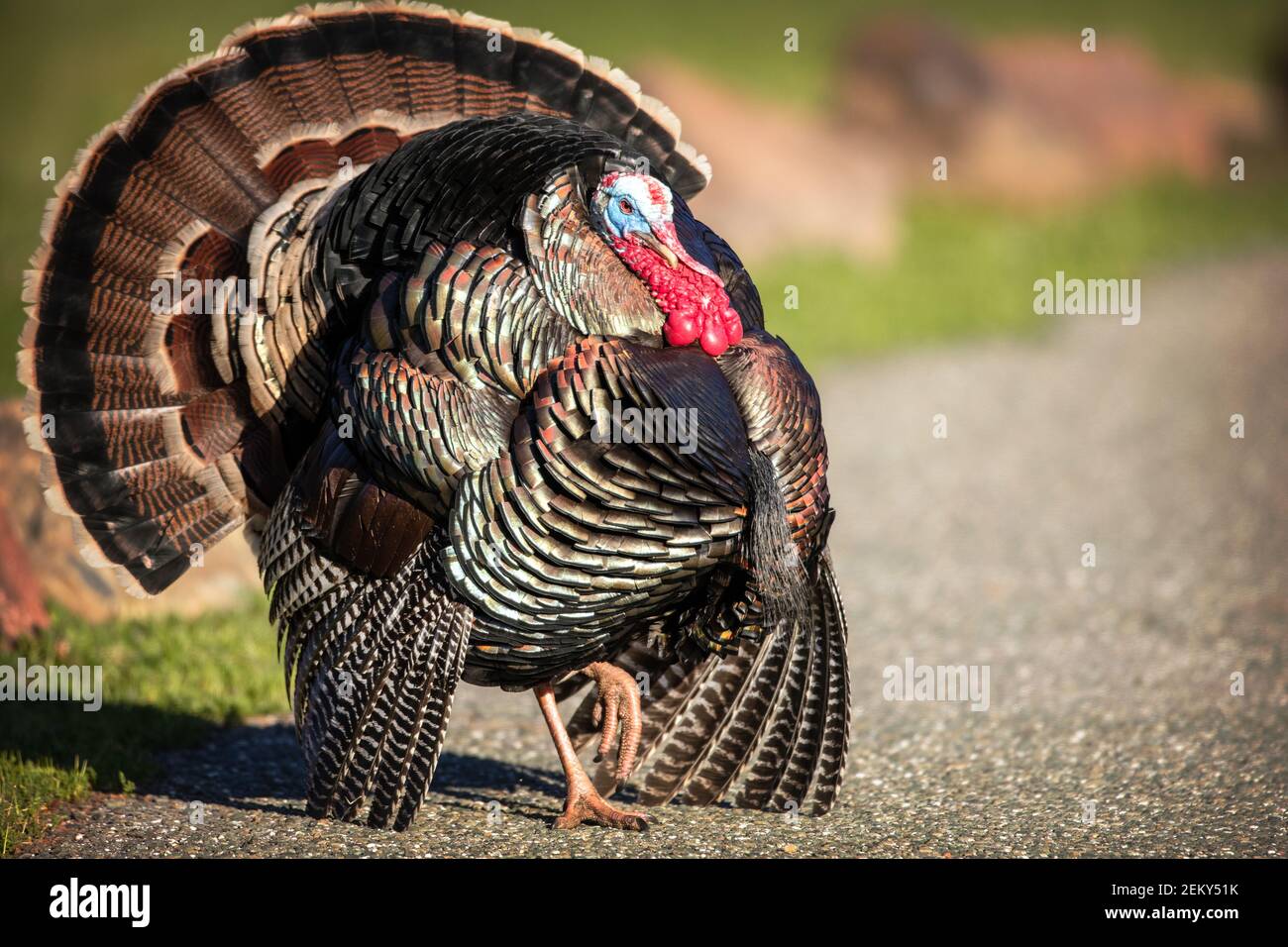 Ein männlicher wilder truthahn (Meleagris gallopavo) in Palo Alto California Stockfoto