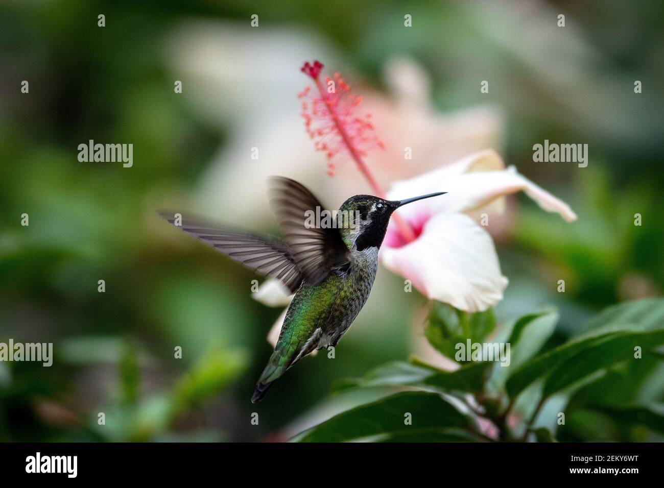 Ein männlicher Annas Kolibri (Calypte anna) in Santa Barbara, Kalifornien Stockfoto