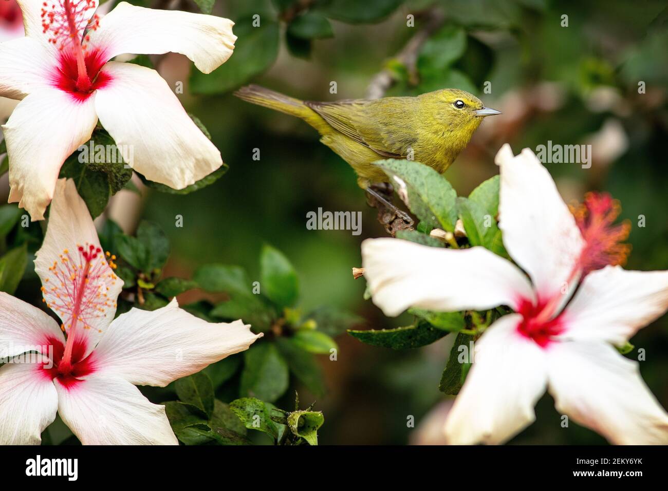 Ein Orangeratenen Waldsänger (Leiothlypis celata) in Santa Barbara, Kalifornien Stockfoto