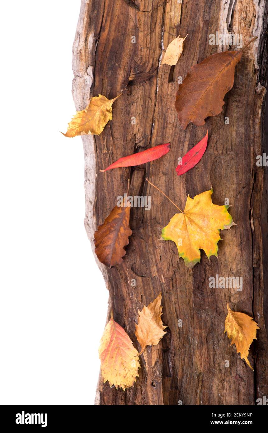 Herbsthintergrund mit farbigen Blättern auf Holzbrett. Stockfoto