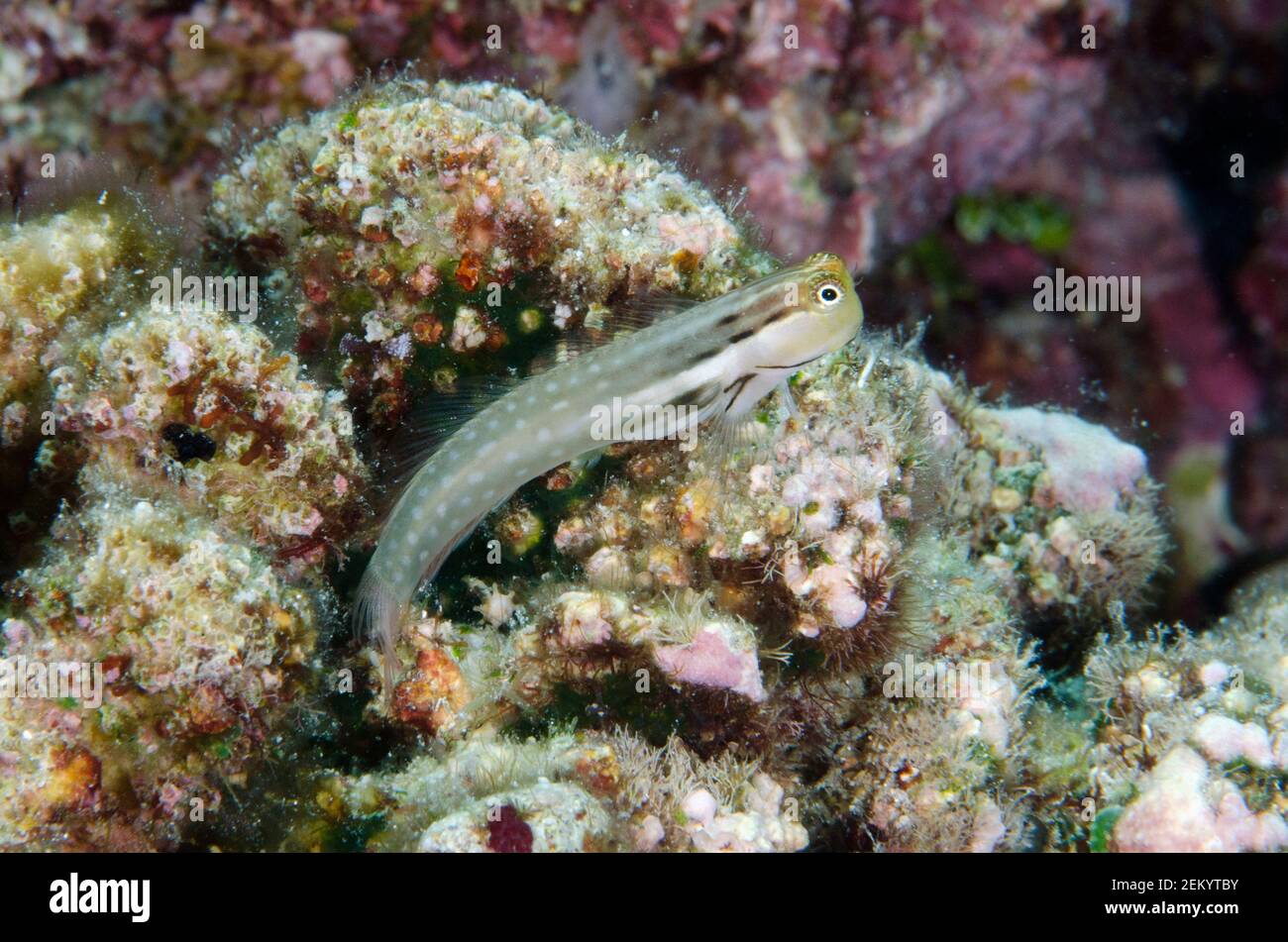 Yaeyama blenny, Ecsenius yaeyamaensis, Pulau Molana Tauchplatz, in der Nähe von Ambon, Maluku, Indonesien, Bandasee Stockfoto