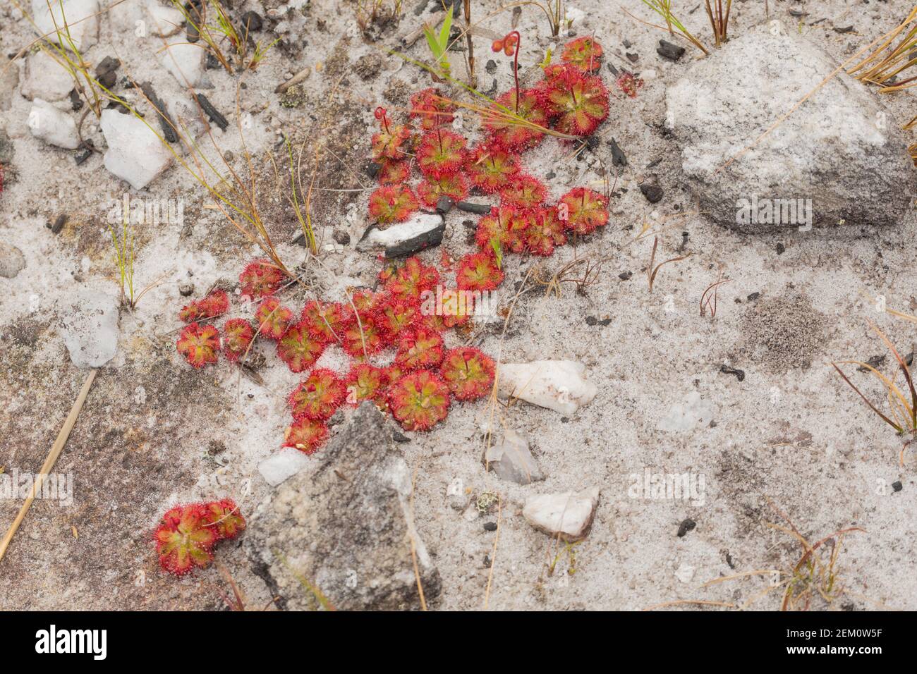 Gruppe der kleinen Sonnentauchdrosera tentaculata im natürlichen Lebensraum bei Diamantina in Minas Gerais, Brasilien Stockfoto