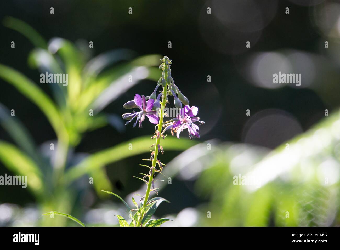 Isolierter einzelner Blütenstamm von Rosebay Weidenkraut (Chamerion angustifolium) Stockfoto