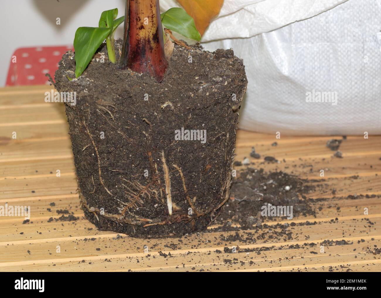 In porcess repotting Bananenpflanze indoor gesund und Kräftige Wurzeln Stockfotografie Alamy