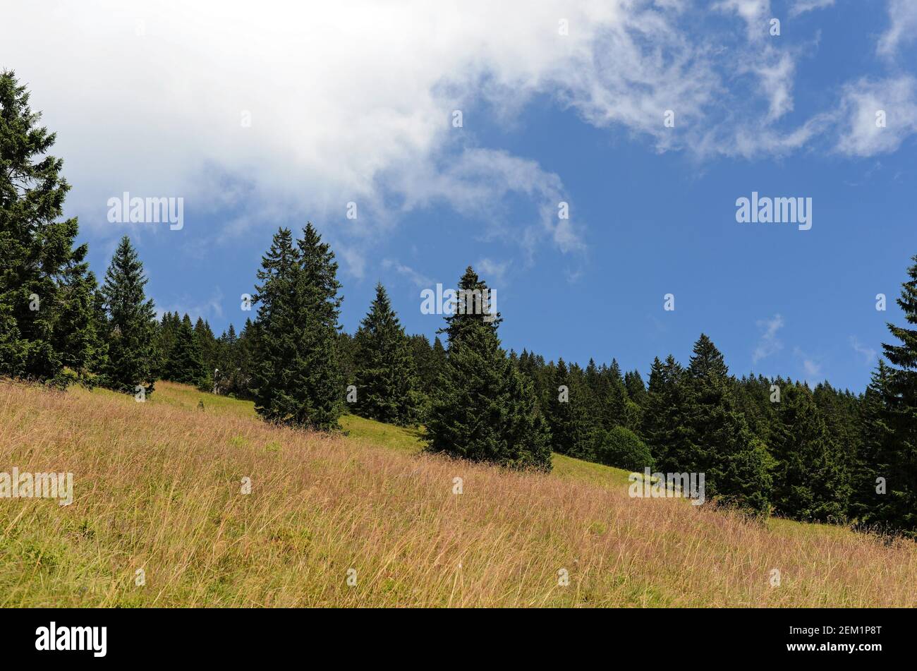 Fichten am Hang auf bewölktem Himmel Hintergrund im hellen Sommer Tag Stockfoto