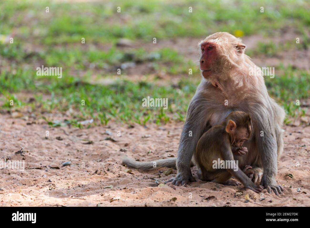 Mutter Affe und Baby Affe im Park Stockfoto