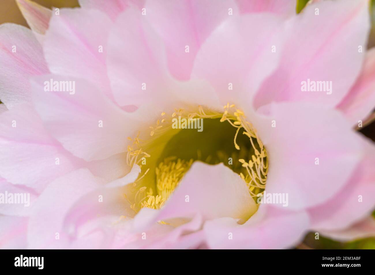 Makroansicht von gelben Anthern. Verschwommene rosa Kaktusblüte. Natur Hintergrund. Stockfoto