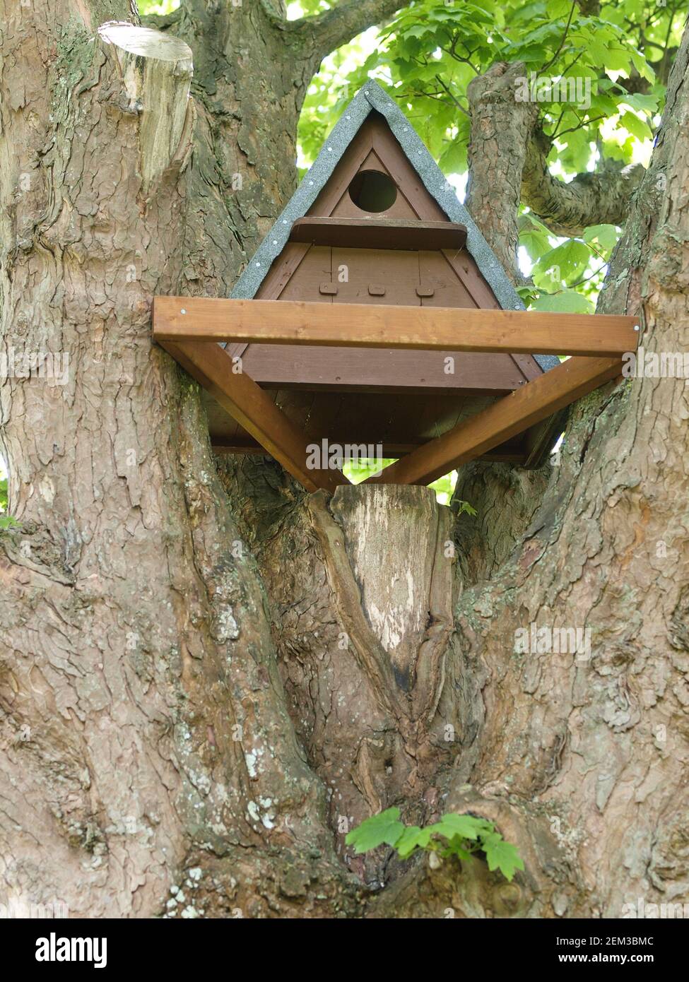 Eine Eulenkiste sitzt hoch oben in einem Baum Großbritannien Stockfoto