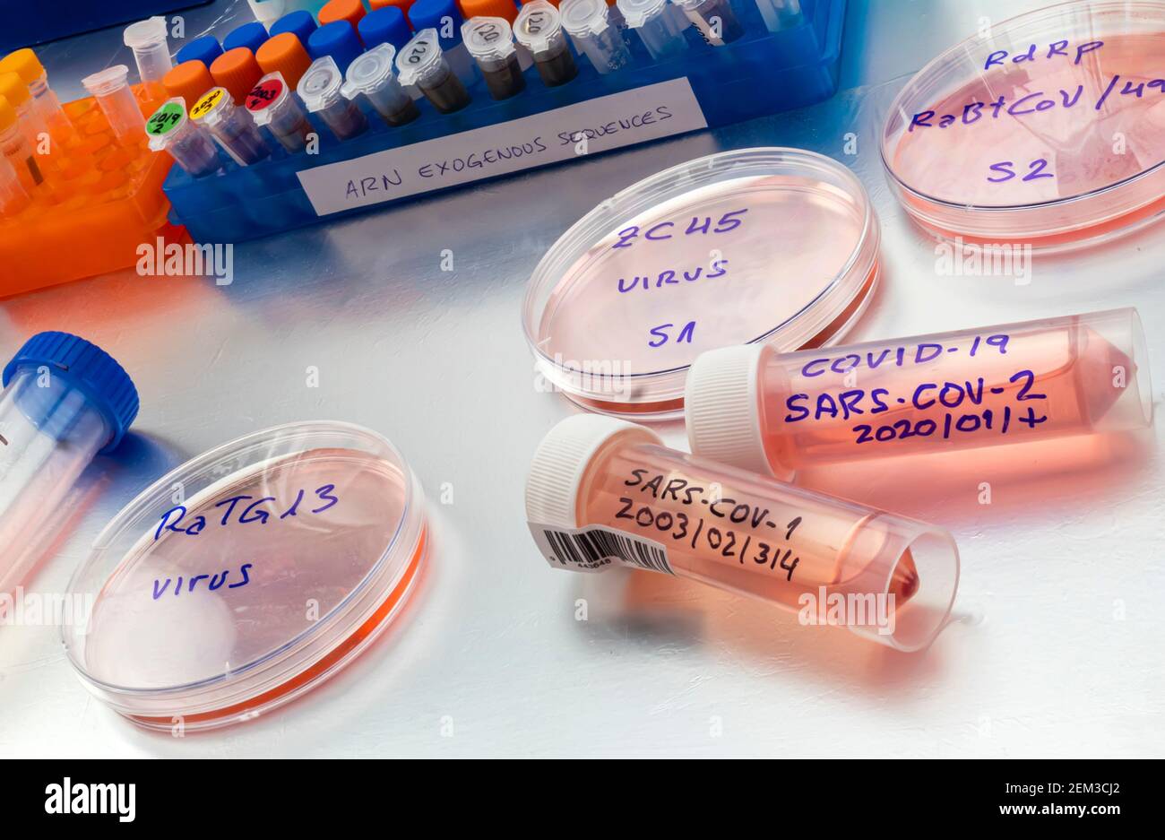 Bat Coronavirus ZC45 auf Petrischale, COVID-19 Studie im Labor, konzeptuelles Bild Stockfoto