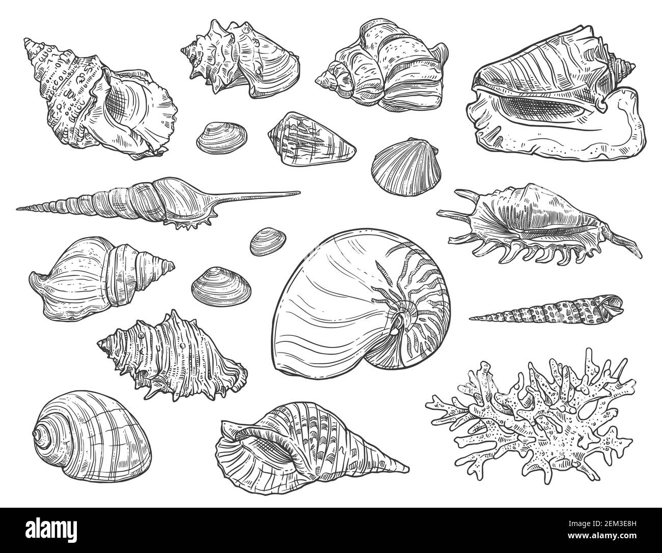 Muscheln und Korallen. Vektor isoliert monochromen Ozean Weichtiere Skizzen. Exotische Muscheln, Herzmuscheln und Turm, Jakobsmuschel Stock Vektor