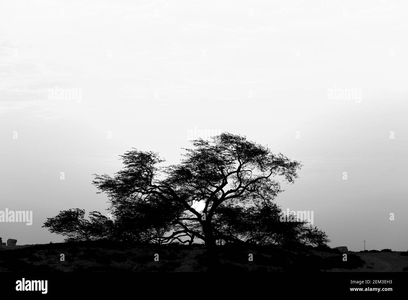 Monochrom, schwarz-weiß, Bild des Lebensbaums (Prosopis cineraria) bei Sonnenuntergang, Königreich Bahrain Stockfoto