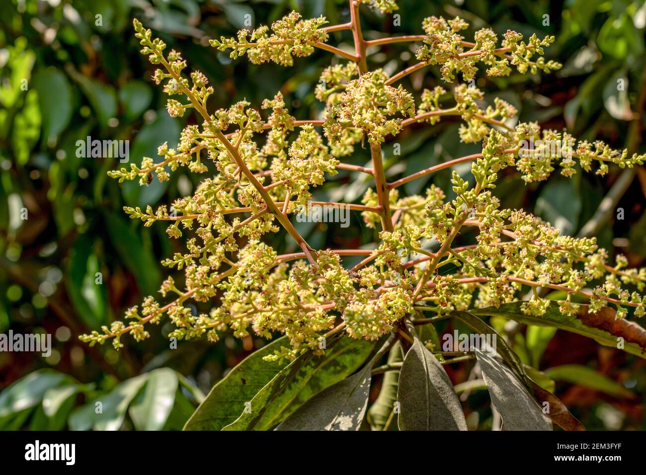Blühende Blüten eines Mangobaums. Bei der Mangobaumblüte findet die Induktion von Blüten an den Stielen oder Ästen statt, die ausreichend sind Stockfoto