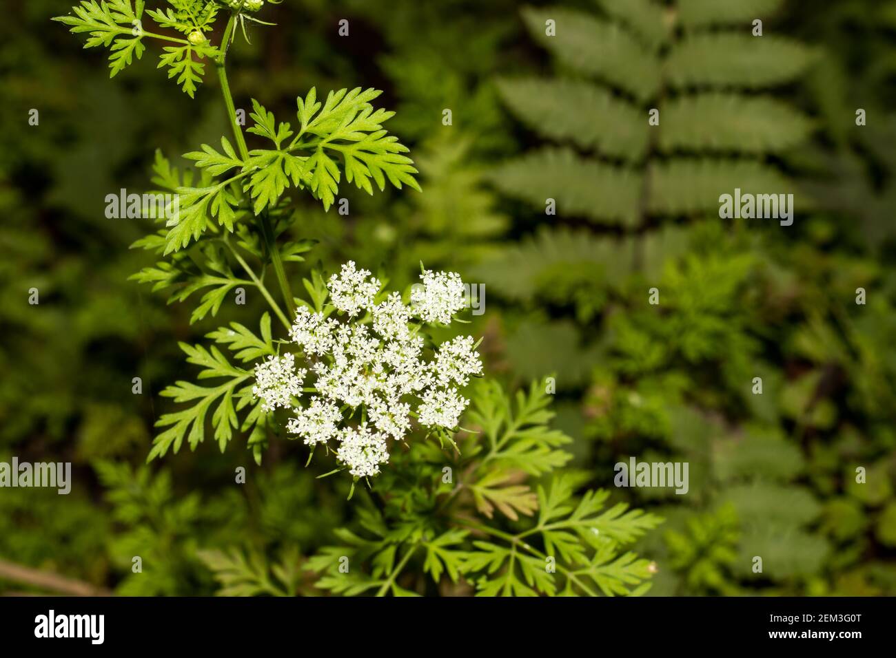 Narr Petersilie ist ein Kraut und ist auch eine eingeführte, eingebürgerte jährliche Pflanze wächst 1 bis 2 Meter hoch auf schlanken glatten grünen Stielen Stockfoto