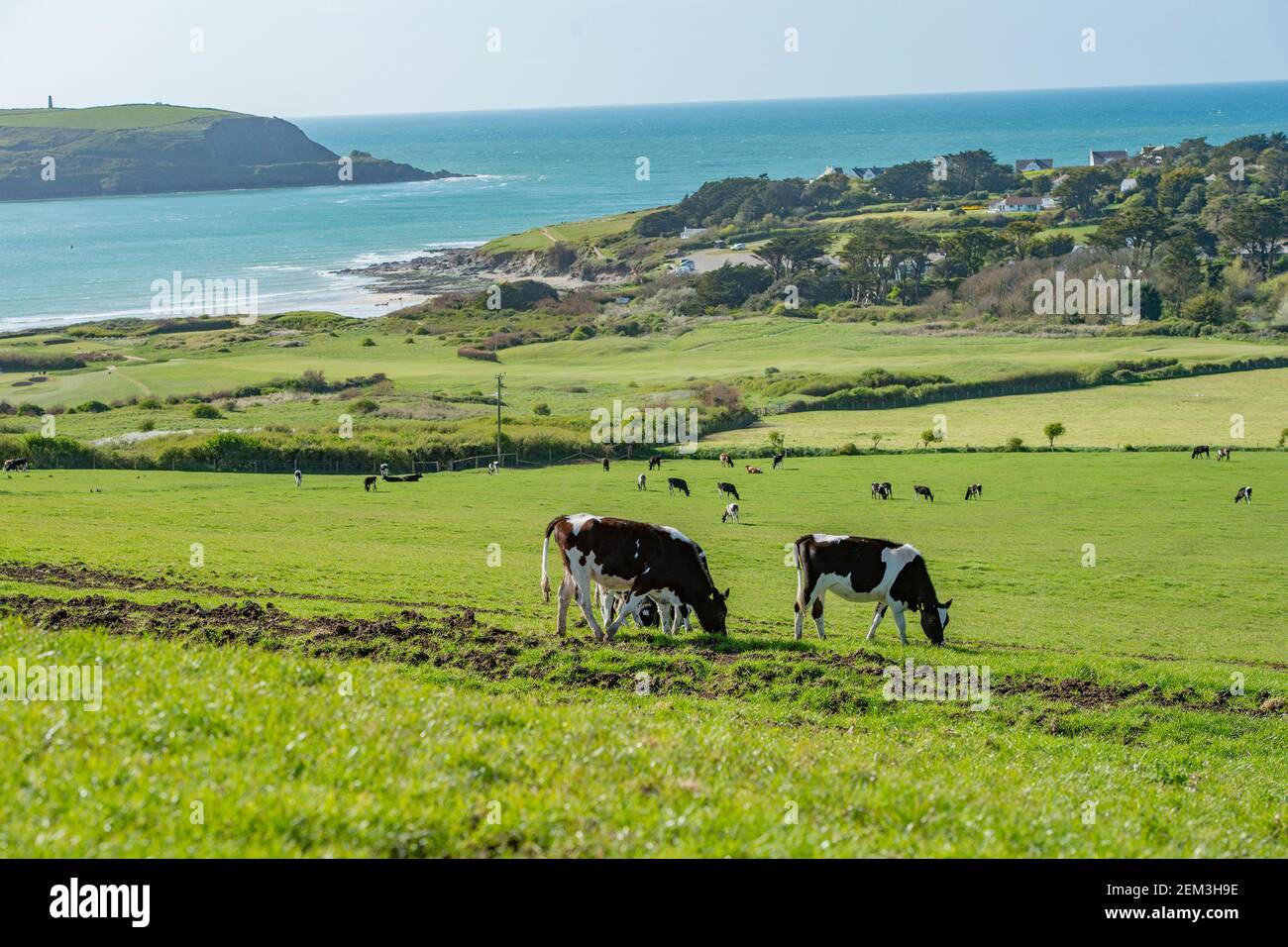 Milchkühe grasen am Rande der cornish Küste Stockfoto