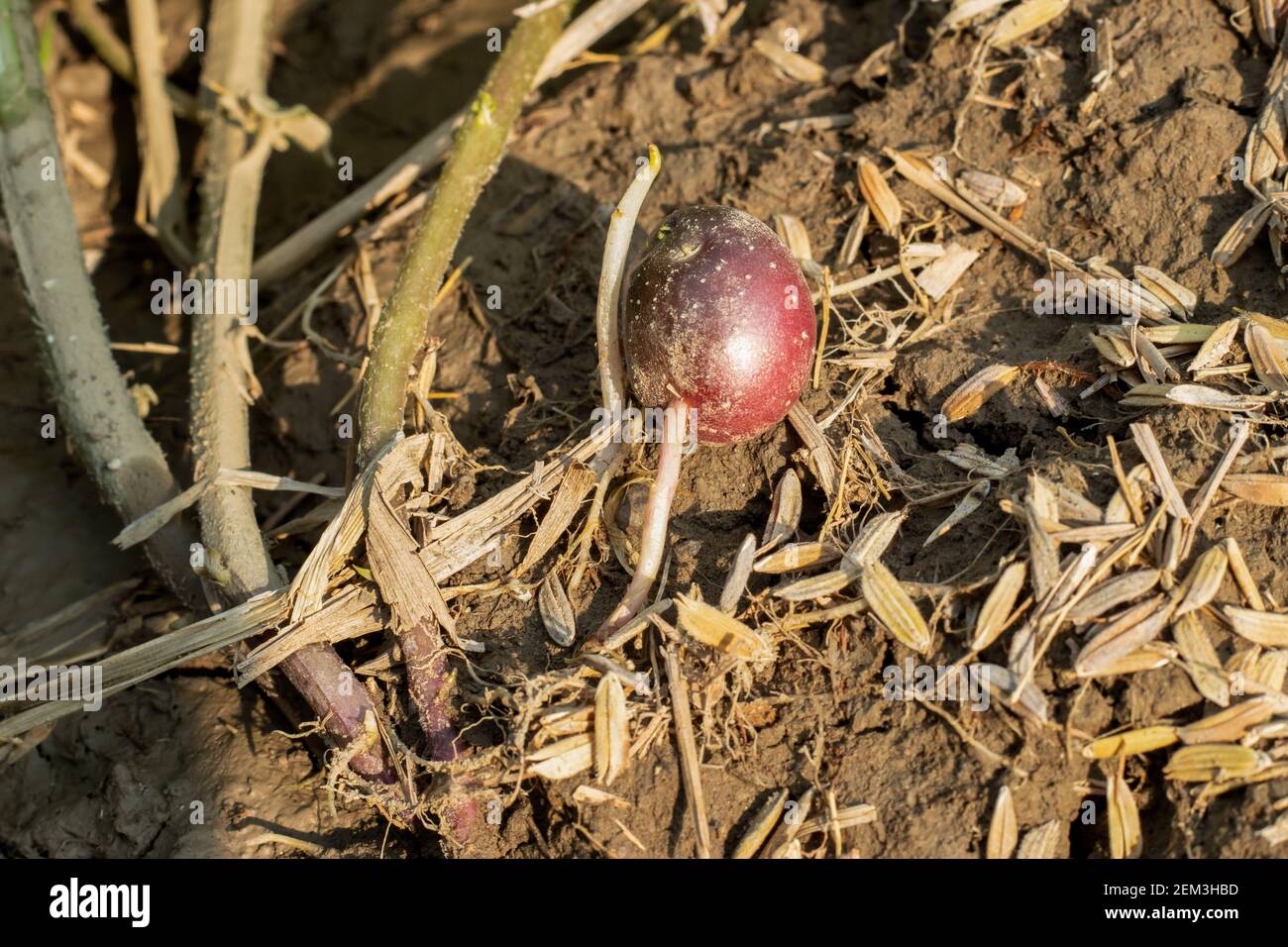 Die Kartoffelfrucht ist der Teil der Kartoffelpflanze, die nach der Blüte eine giftige grüne Kirsche Tomate-ähnliche Frucht produziert Stockfoto