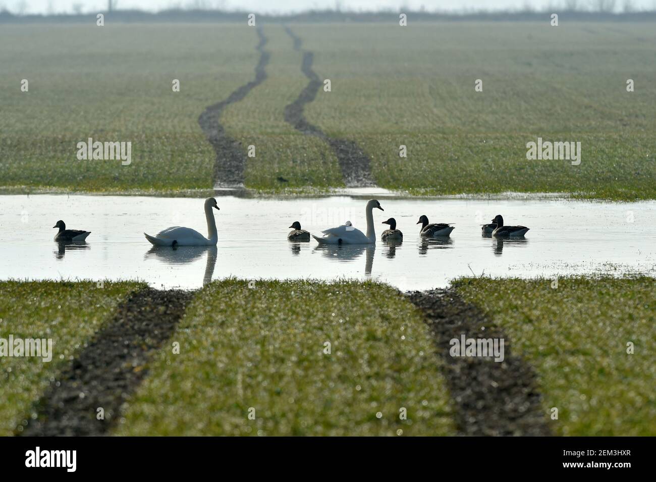 Cheb, Tschechische Republik. Februar 2021, 24th. Der schmelzende Schnee hat große Wasserflächen in den Feldern um Cheb, Tschechien, geschaffen, die Schwärme von Wasservögeln anziehen. Das Bild ist vom 24. Februar 2021. Kredit: Slawomir Kubes/CTK Foto/Alamy Live Nachrichten Stockfoto