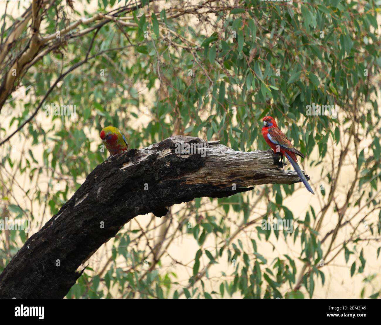 Crimson Rosella Platycerys elegans auf einem verbrannten Baumglied Canberra HANDELN Stockfoto
