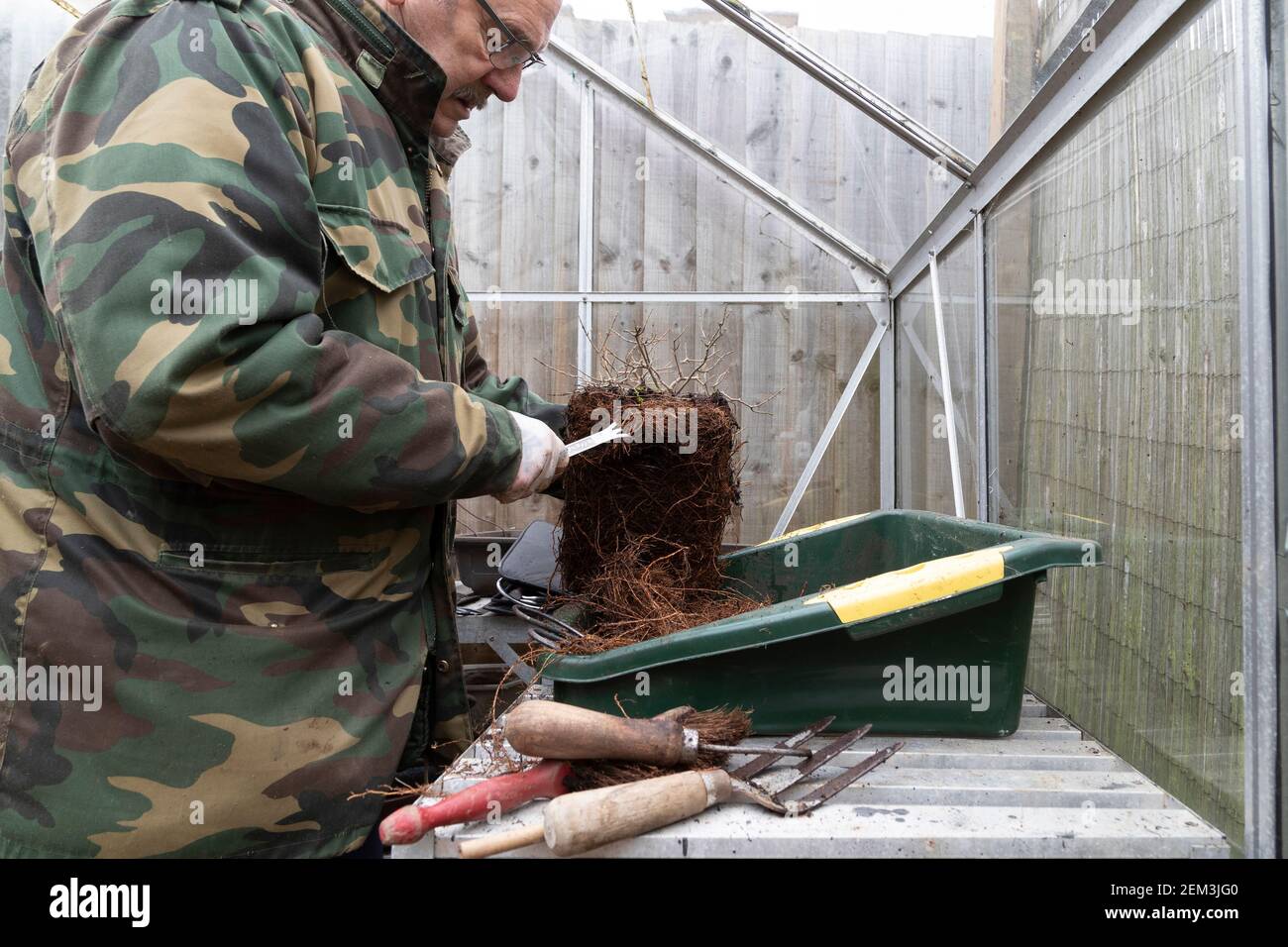 In einem Gewächshaus Wurzel Beschneiden und repotting ein Feld Ahorn, Acer campestre Bonsai im späten Winter frühen Frühling, bevor es beginnt, in Knospe kommen, Nordamp Stockfoto