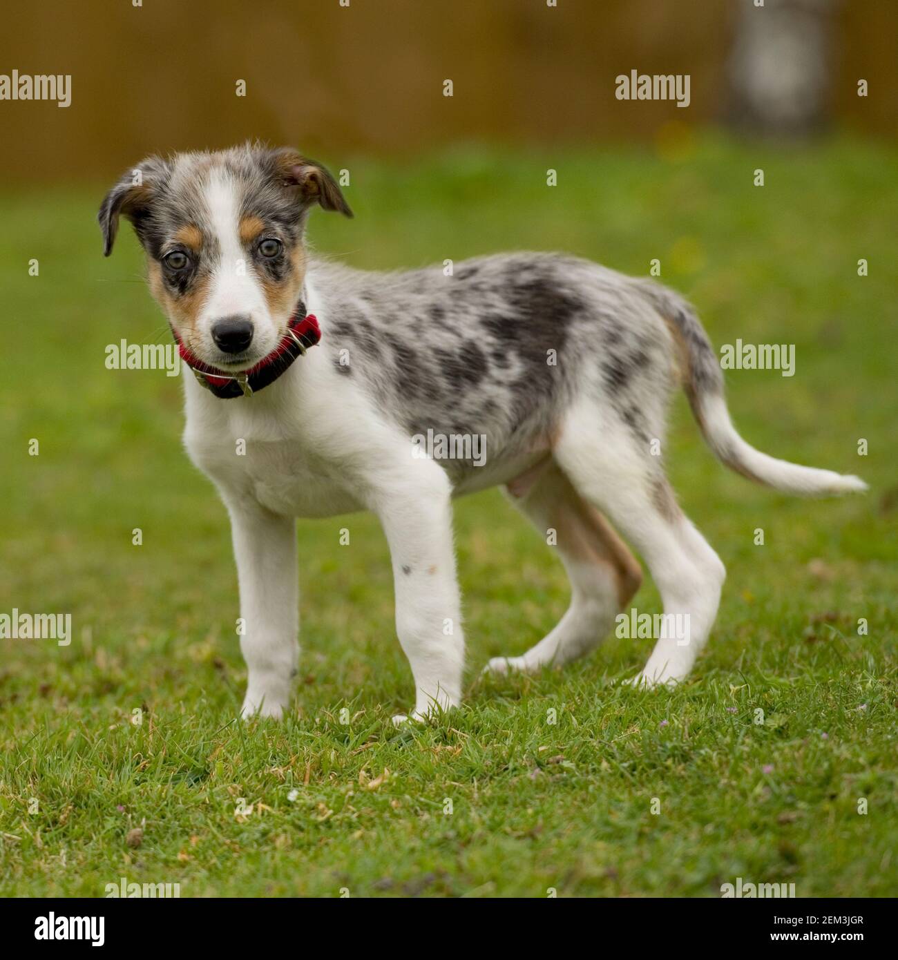Border-Collie-Welpen Stockfoto