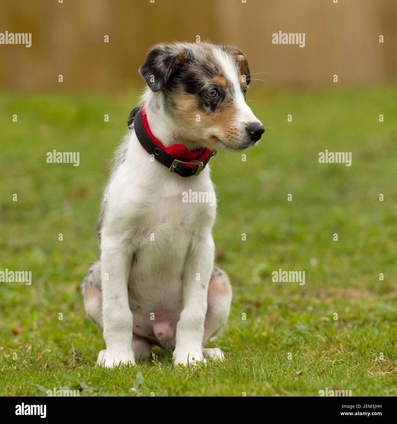 Border-Collie-Welpen Stockfoto