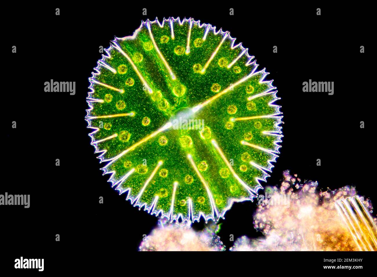 Micrasterias (Micrasterias rotata), einzellige Grünalge, Dunkelfeld mikroskopisches Bild, Vergrößerung x100 bezogen auf 35 mm Stockfoto