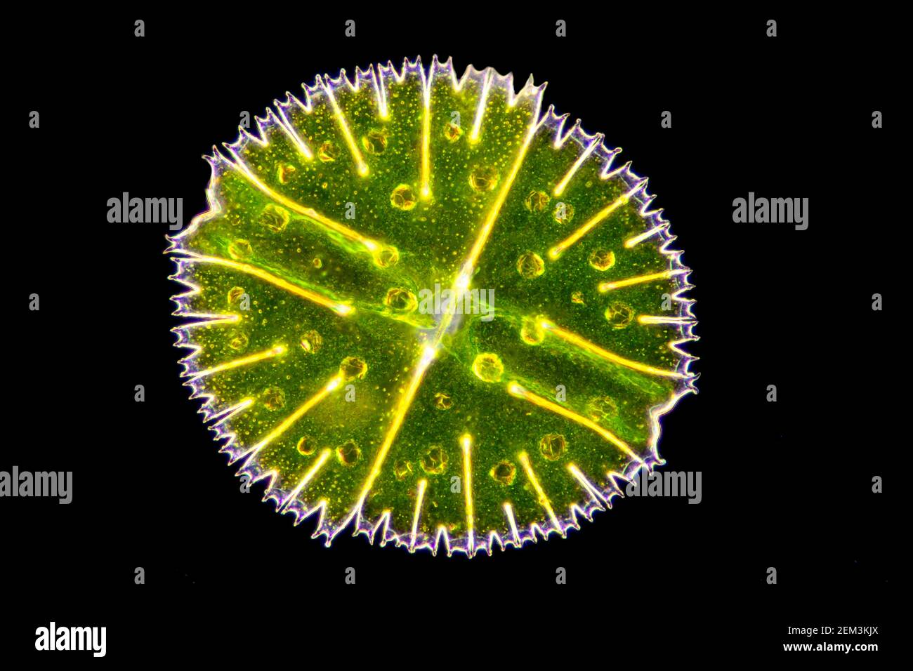 Micrasterias (Micrasterias rotata), einzellige Grünalge, Dunkelfeld mikroskopisches Bild, Vergrößerung x100 bezogen auf 35 mm Stockfoto