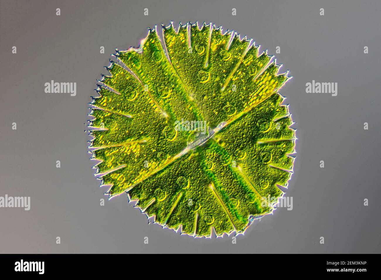 Micrasterias (Micrasterias rotata), einzellige Grünalge, differentielles Interferenzkontrast-Bild, Vergrößerung x100 bezogen auf 35 mm Stockfoto