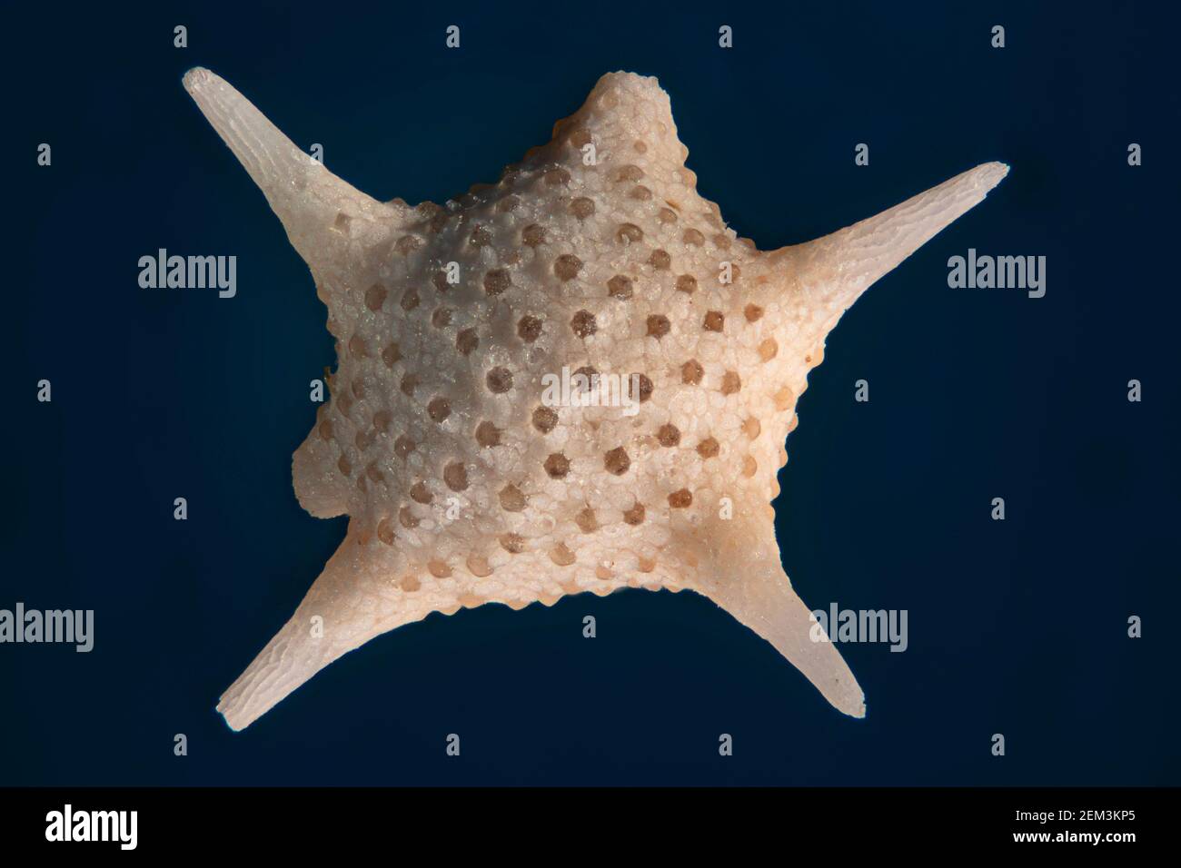 Foraminiferan, Foram (Calcarina spec.), Dunkelfeld-Mikroskop-Bild, Vergrößerung: x16 bezogen auf 35 mm Stockfoto