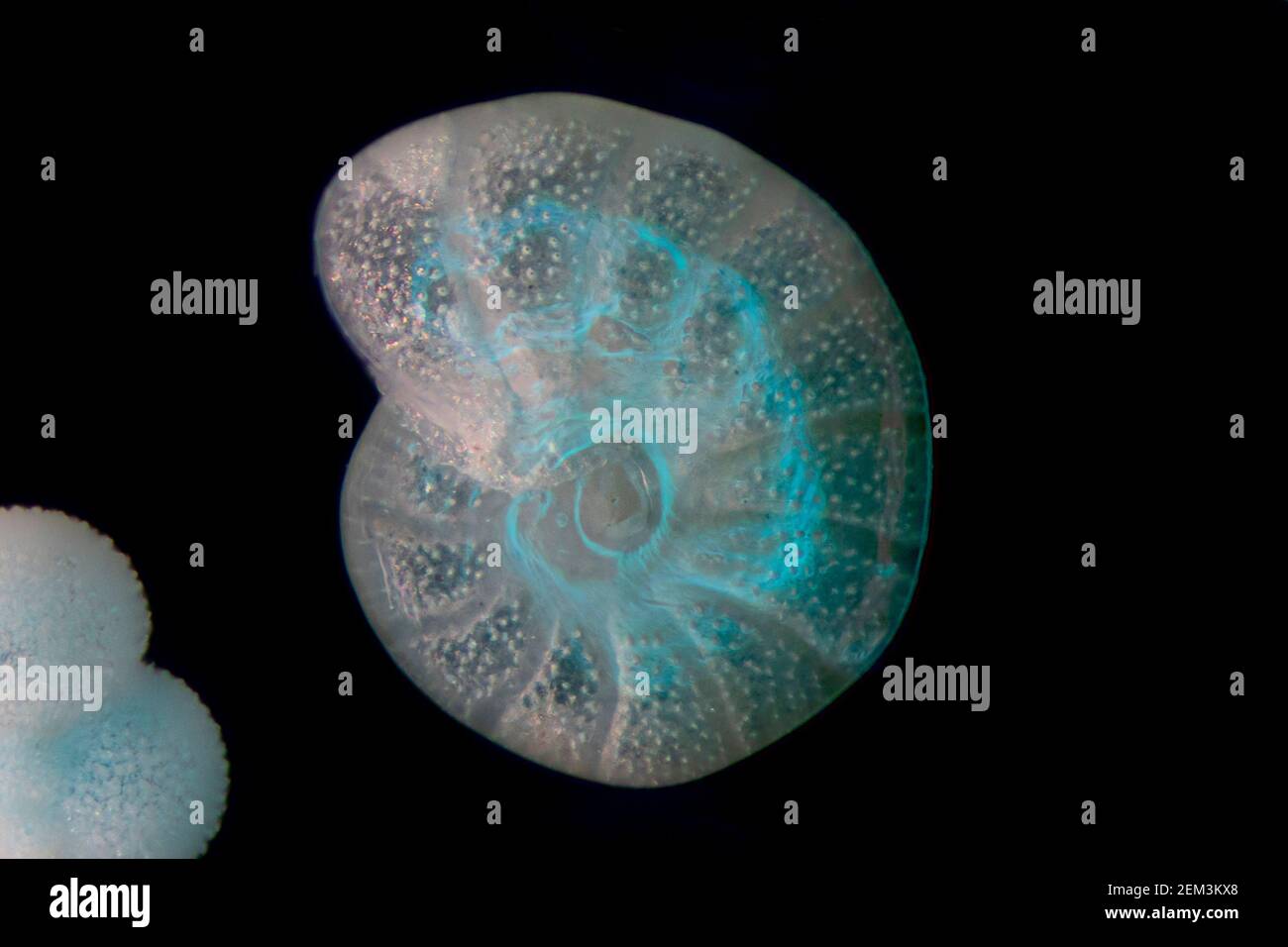 Foraminiferane, Foramen (Foraminiferida), Neuere planktonische Foraminiferen, Dunkelfeld-mikroskopisches Bild, Vergrößerung x40 bezogen auf 35 mm Stockfoto