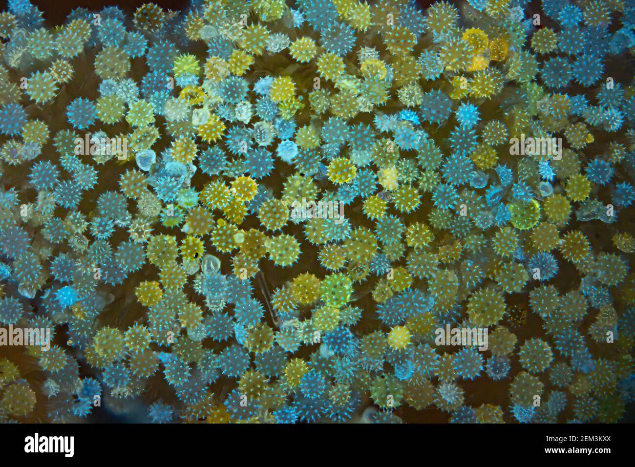 hibiskus (Hibiscus spec.), Hibiskuspollen, Fluoreszenz, UV-Lichtbestrahlung, Lichtmikroskopaufnahme, Vergrößerung x34 bezogen auf 35 mm, Stockfoto