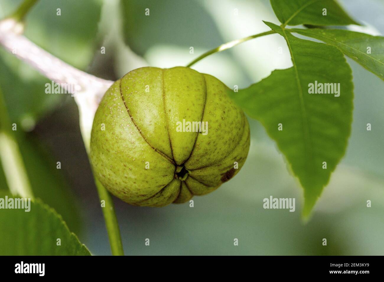 Shag-Bark Hickory, shagbark Hickory (Carya ovata), Fruit, Bundesrepublik Deutschland Stockfoto