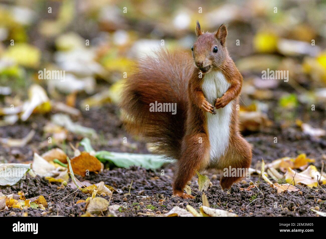 Europäisches Rothörnchen, Eurasisches Rothörnchen (Sciurus vulgaris), auf den Hinterbeinen stehend mit Futter im Schnabel, Deutschland, Baden-Württemberg Stockfoto