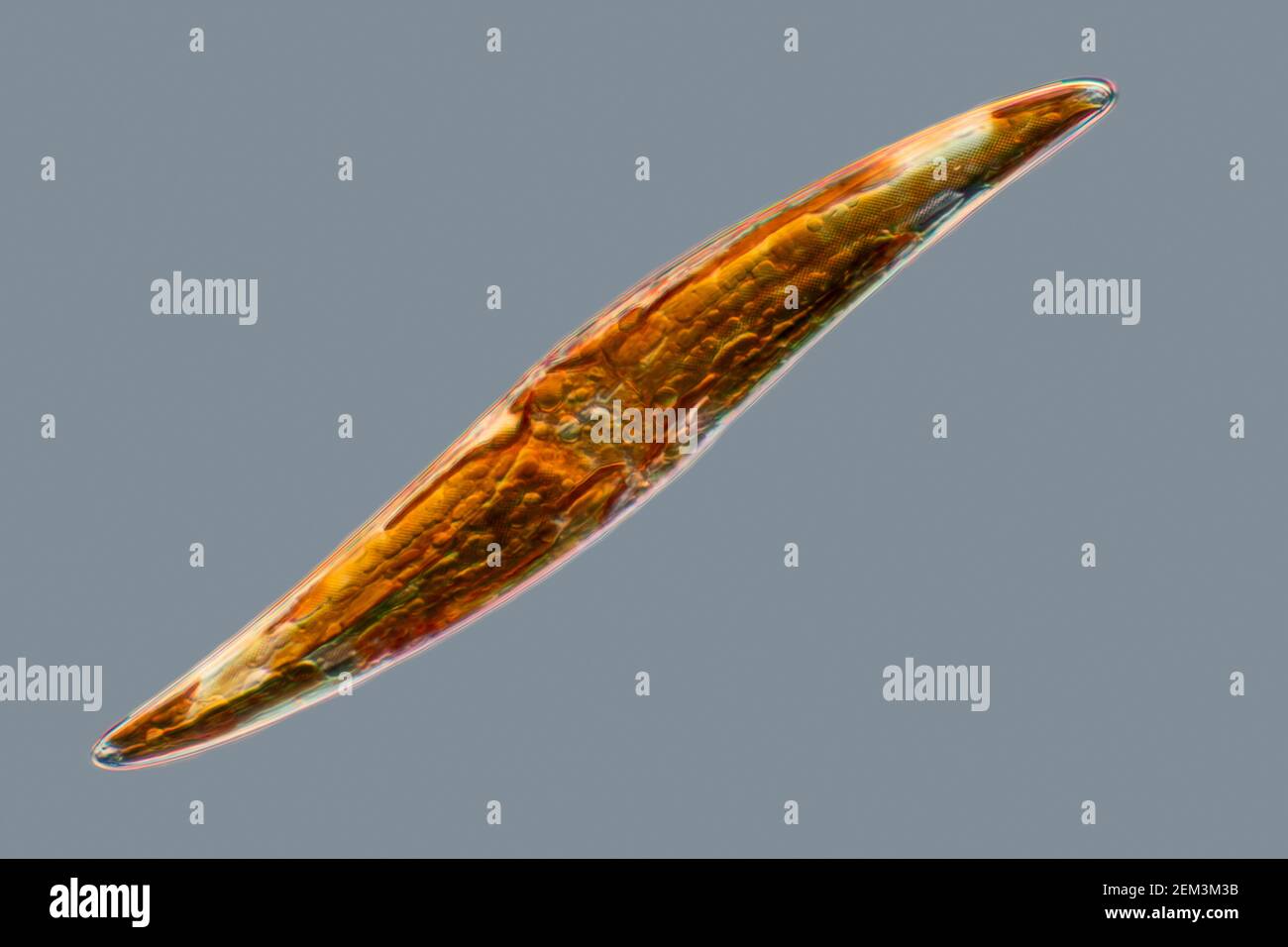 Diatom (Diatomeae), Diatom aus dem Mittelmeer, Differentialinterferenz-Kontrastbild, Vergrößerung x200 bezogen auf 35 mm Stockfoto
