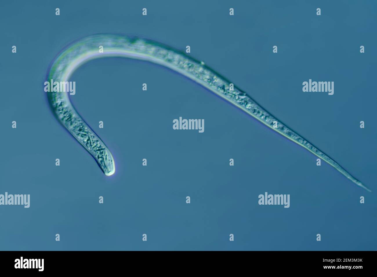 Fadenwürmer, Nematoden (Nematoda), Differentialinterferenzkontrast, Vergrößerung x25 bezogen auf 35 mm, Deutschland Stockfoto