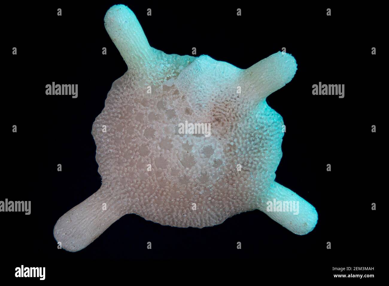 Foraminiferan, Foram (Calcarina spec.), Dunkelfeld-Mikroskop-Bild, Vergrößerung: x16 bezogen auf 35 mm Stockfoto