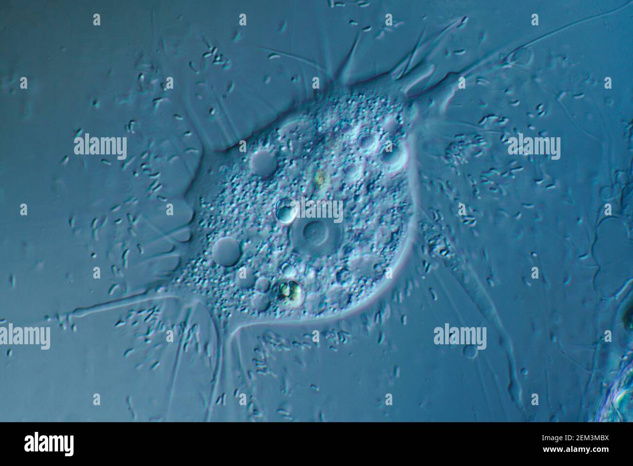 Amebas, Amöben (Nuclearia spec.), Differential Interference contrast microscope image, Vergrößerung: X120 bezogen auf 35 mm, Deutschland Stockfoto