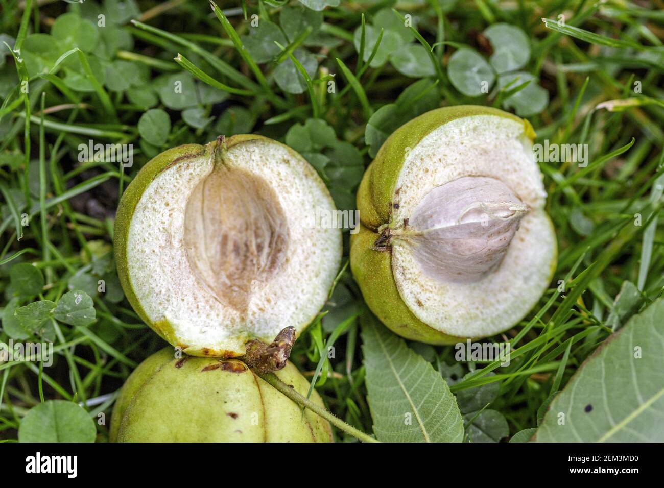 Schag-Rinde-Hickory, schagrinde-Hickory (Carya ovata), Früchte ein Blatt auf dem Boden Stockfoto