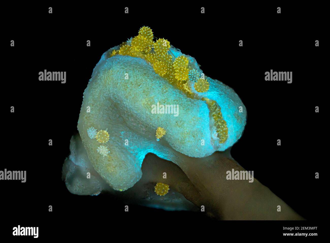 hibiskus (Hibiscus spec.), Hibiskuspollen, Fluoreszenz, UV-Lichtbestrahlung, Lichtmikroskopaufnahme, 24-fache Vergrößerung bezogen auf 35 mm, Stockfoto