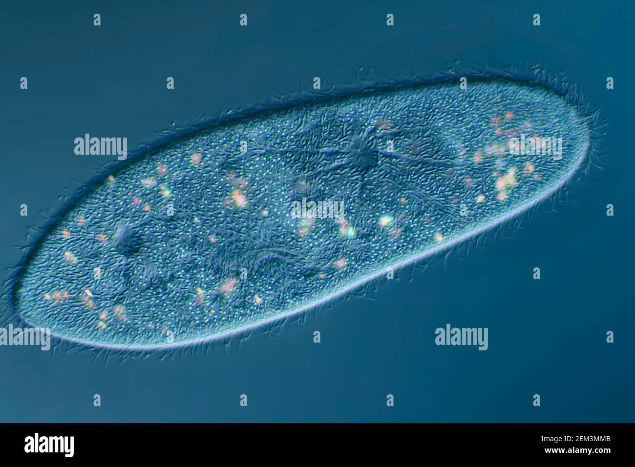 Pantoffel-Animalkule (Paramecium caudatum), Phasenkontrast-MRT-Bild, Vergrößerung X120 bezogen auf 35mm, Deutschland Stockfoto