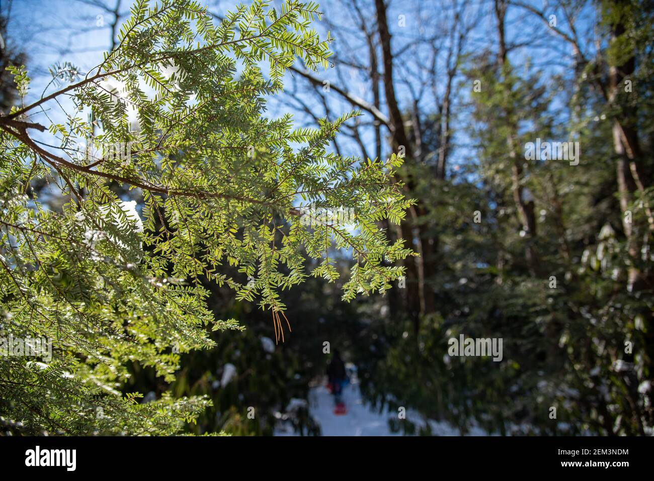 Nadeln des östlichen Hemlock leuchten in der Wintersonne Stockfoto