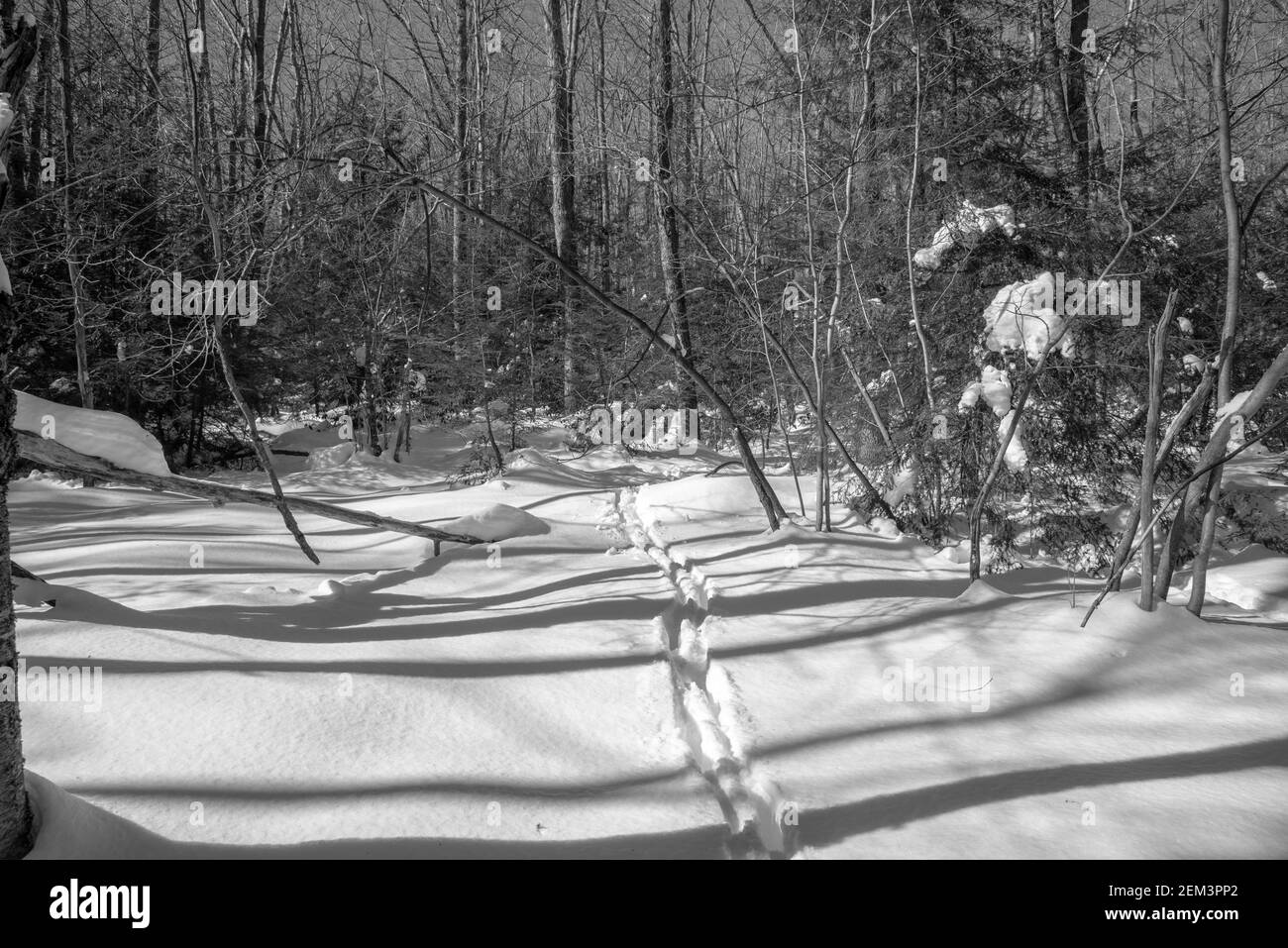 Rehe Spuren im tiefen Schnee Stockfoto