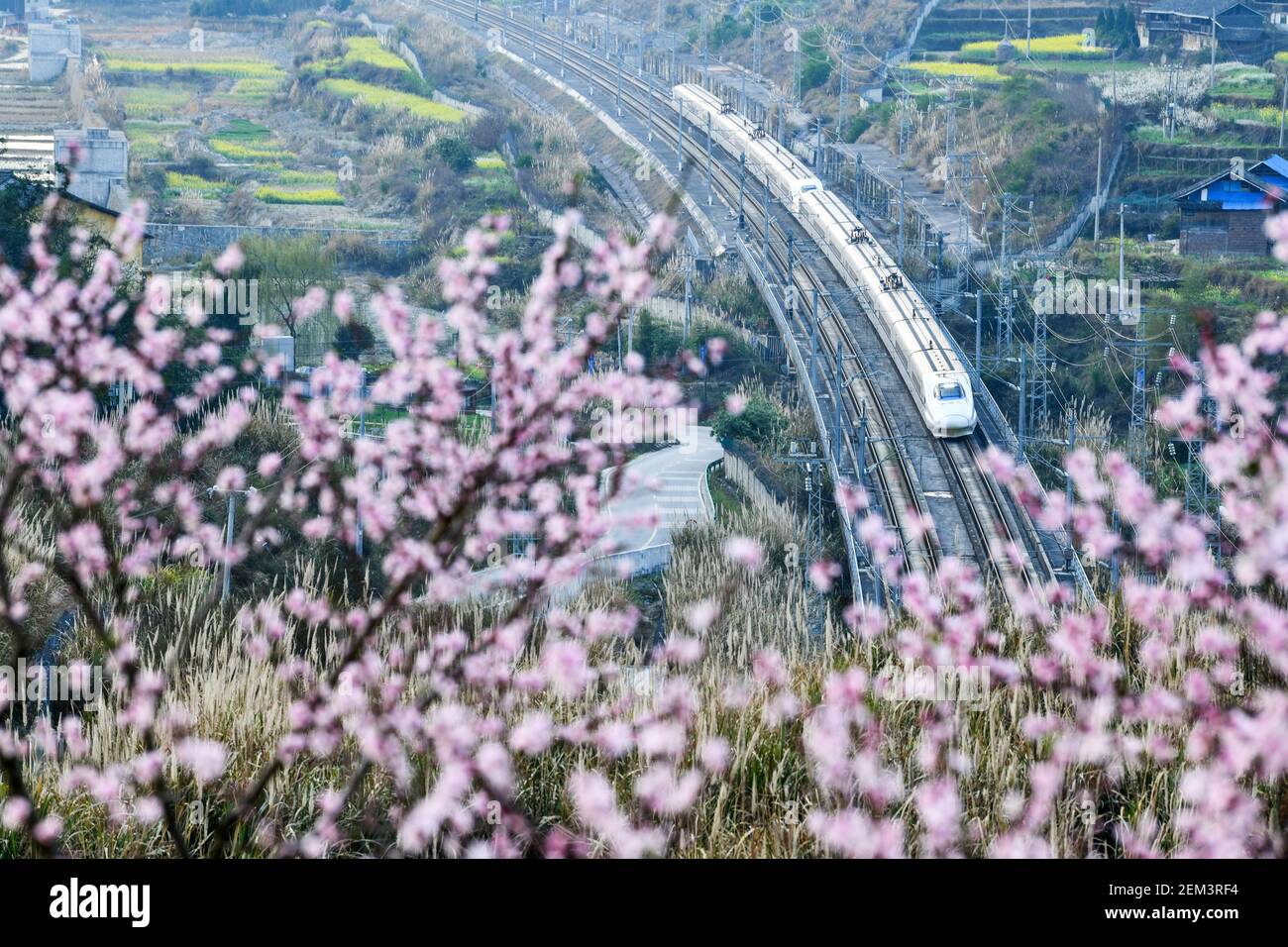 Congjiang, Chinas Provinz Guizhou. Februar 2021, 23rd. Ein Hochgeschwindigkeitszug fährt an den Feldern vorbei, die mit blühenden Pflanzen übersät sind, in der Gemeinde Luoxiang im Bezirk Congjiang, südwestlich von Guizhou, Provinz Chinas, 23. Februar 2021. Quelle: Yang Wenbin/Xinhua/Alamy Live News Stockfoto